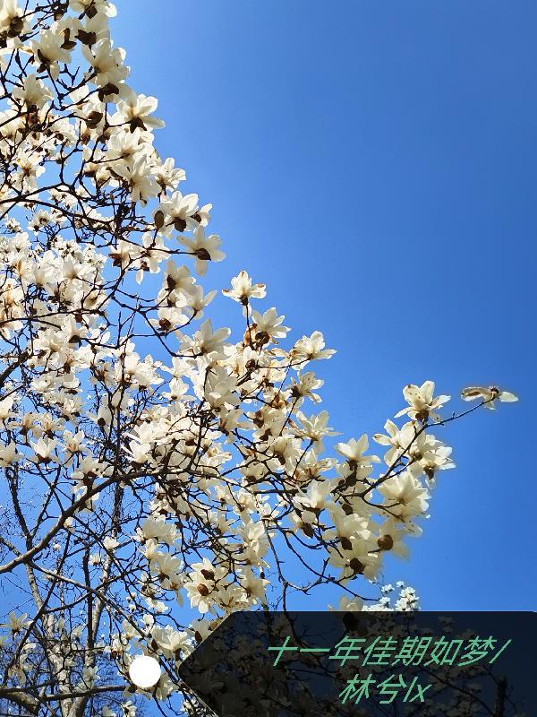 十一年如一日是什么意思