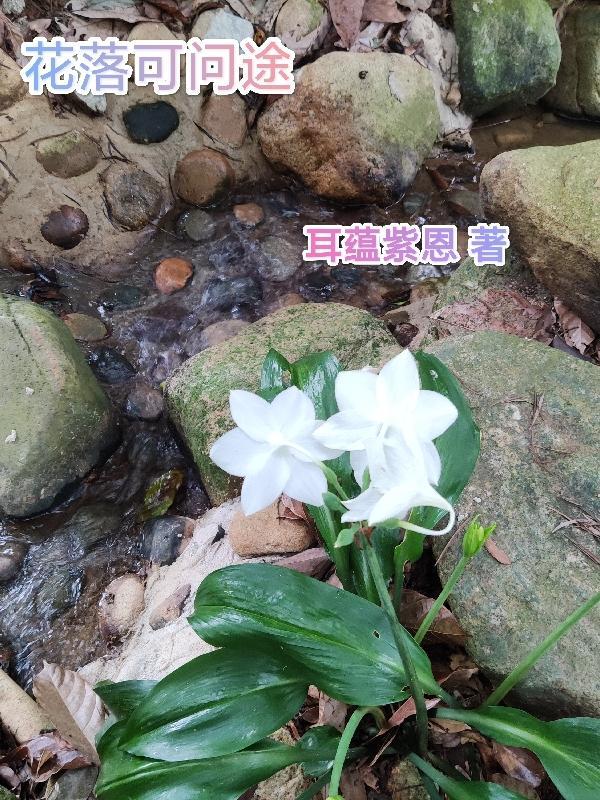 花落什么途