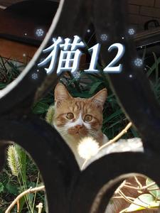 猫12年相当于人的几岁